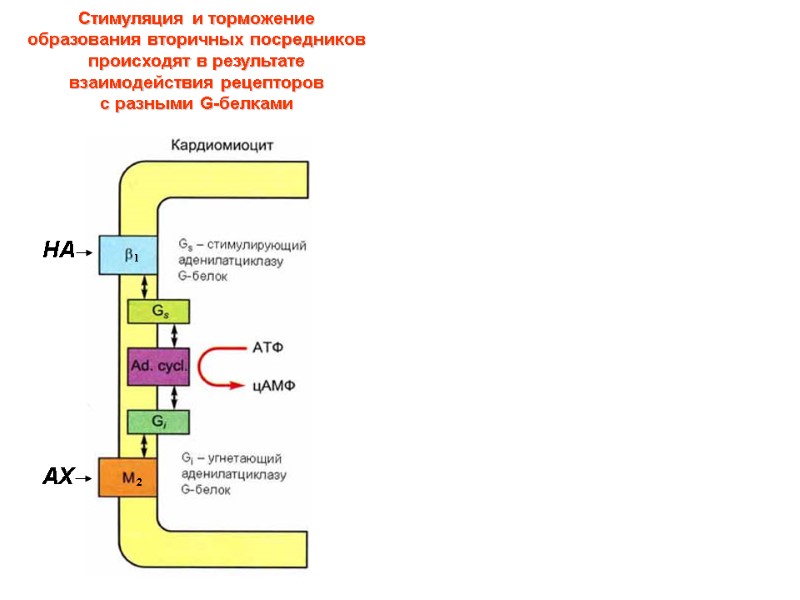 Стимуляция и торможение образования вторичных посредников  происходят в результате взаимодействия рецепторов  с